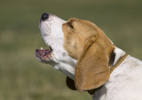 köpek havlaması