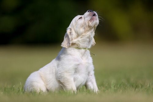 havlayan köpek