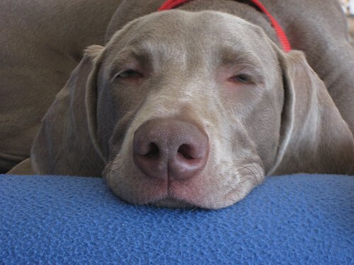 uyumak üzere olan köpek