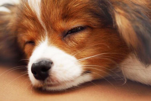 Köpeğinizin Gece Boyunca Uyuyabilmesi İçin 5 İpucu