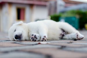 Köpeğiniz Nasıl Uyumalı?