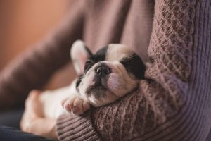 Velcro (Yapışkan) Köpek Sendromunu Nasıl Önleyebiliriz?