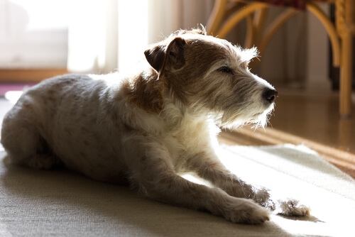 köpeğim evde yalnız kalmıyor