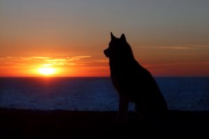 Evcil Hayvanın Yasını Tutmak ile Bir İnsanın Yasını Tutmak Aynı Mıdır?