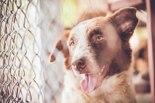Yasa Dışı Köpek Yetiştiricisinin Elinden 100'den Fazla Köpek Kurtarıldı