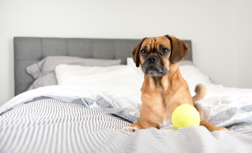 yatakta köpek ve topu