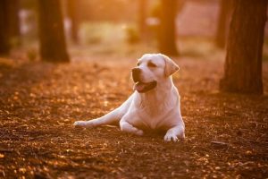 Köpeğinizden Öğrenebileceğiniz 8 Şey