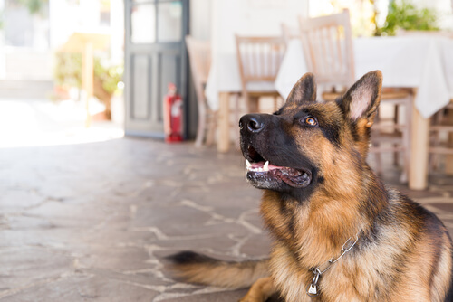 sahibini dinleyen köpek