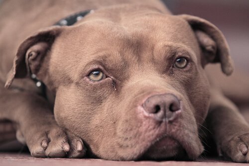 yatan köpek