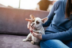 Köpeklerin Sağlığa Faydalı Olduğunu Biliyor Muydunuz?