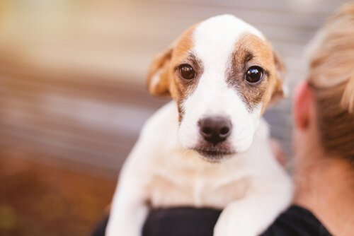 yavru köpek