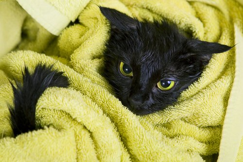 havluya sarılmış yavru kara kedi