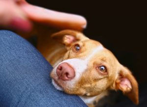 Köpeğinizin Yemek Dilenmemesi İçin Ne Yapabilirsiniz?