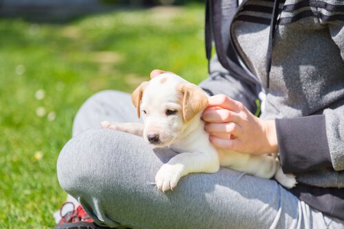sahibinin kucağında oturan yavru köpek