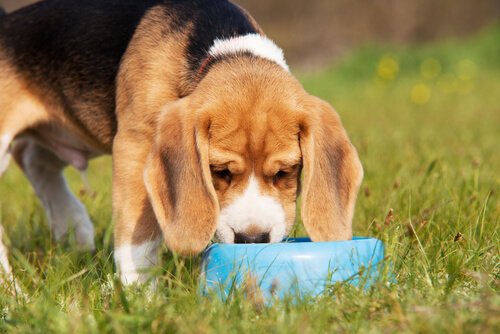su içen uzun kulaklı köpek