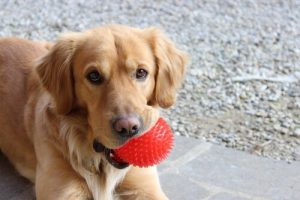 Yavru Köpeğim Ne Zaman Yetişkin Bir Köpek Olur