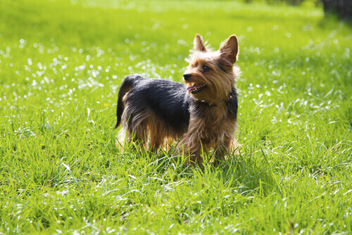 yorkshire terrier