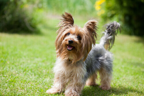 Yorkshire Terrier: Büyük Karakterli Küçük Köpek