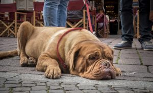 Duyusal Algı: Köpekler Zamanı Nasıl Algılar?