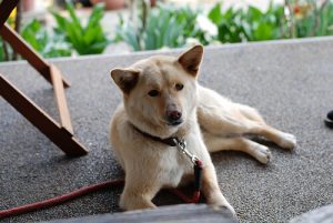 Evcil Hayvanınız Zehirlenirse Ne Yapmalısınız?