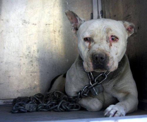 İki Yıl Boyunca Zincire Vurulan Köpeğin Özgürlüğüne Kavuşma Hikayesi