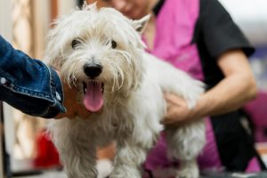 Köpeğimin Hangi Aşılara İhtiyacı Var?