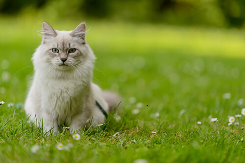 kedi bahçede