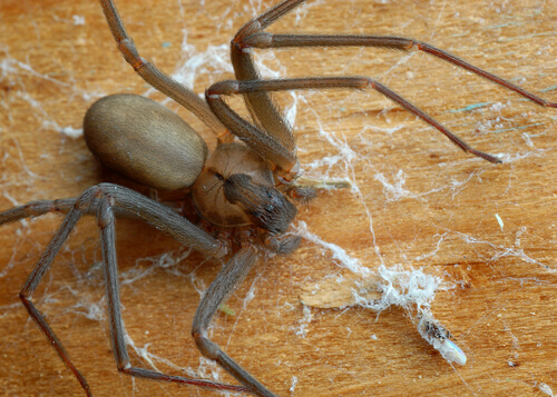 Şili'li Keşiş Örümceğine Karşı Dikkatli Olun