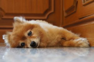 Bütün Gece Ağlayan Yavru Köpeğinizi Sakinleştirmenin Yolları