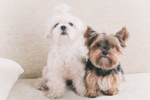 Efsane Mi Gerçek Mi: 1 Köpek Yaşı İnsanların 7 Yaşına Eşit