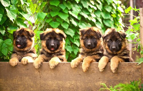yavru çoban köpekleri