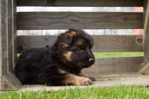 Alman Çoban Köpeği Yetiştirmek İle İlgili Her Şey