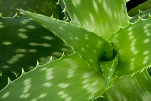 aloe vera bitkisi