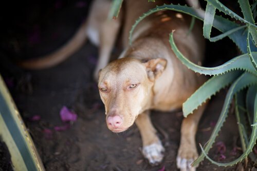 aloe vera ve köpek