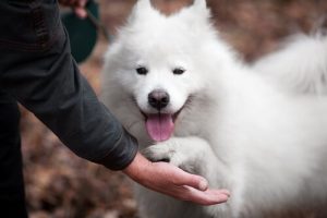 Köpeğiniz Nasıl Daha Çok Arkadaş Canlısı Olur