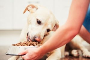 Köpeğin Beslenme Öncesi Ve Sonrası Yapılacaklar