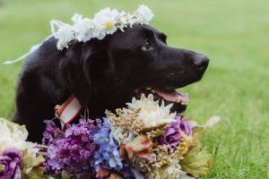 Beyninde Tümör Olan Köpek, Sahibinin Düğününe Katıldıktan Sonra Öldü