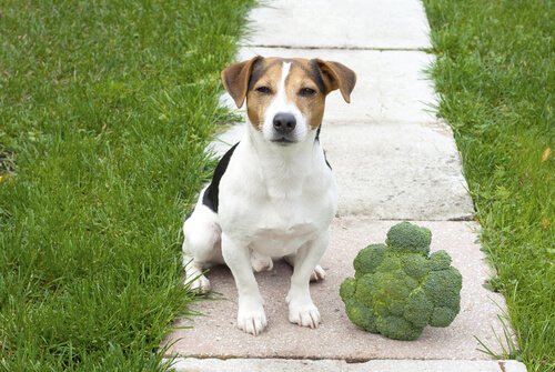 Köpeğinize Brokoli Yedirmek