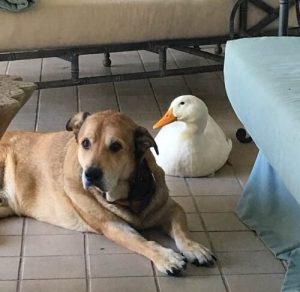 Ördek Dostu Sayesinde Hayata Dönen Bunalımlı Köpek