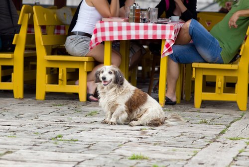 köpek restoranları