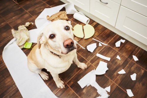 Köpeğinizin Davranış Sorunlarını Önlemenin 5 Yolu