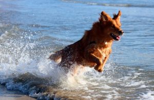 Köpeğinizle Deniz Kenarında Bir Gün