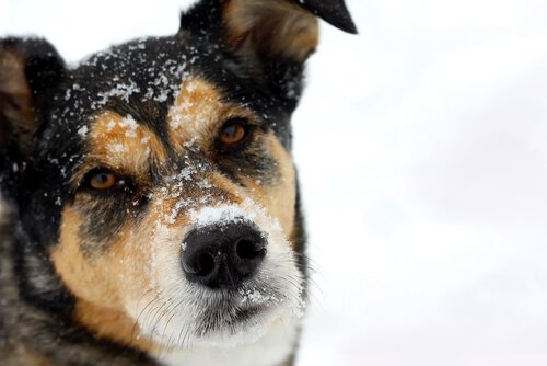 dağda köpek