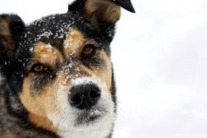 Dağ Başında Donmak Üzere Olan Köpek Kurtarıldı