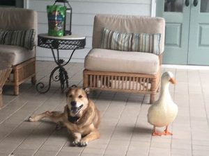 Bir Köpeğin Ördek İle Olan Arkadaşlığı Depresyonuna İyi Geldi