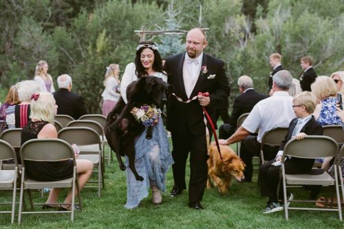 düğünde köpekler