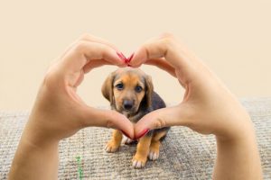 Köpeğinizin Tek İsteği Size Sevgisini Vermektir