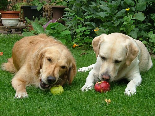 meyve yiyen köpekler