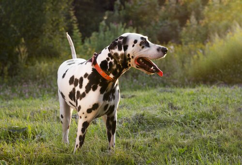 köpek kuyruğu