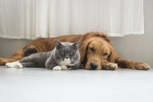 İspanya'da Hayvanlar İçin Yapılan Estetik Operasyonlar Yasaklandı